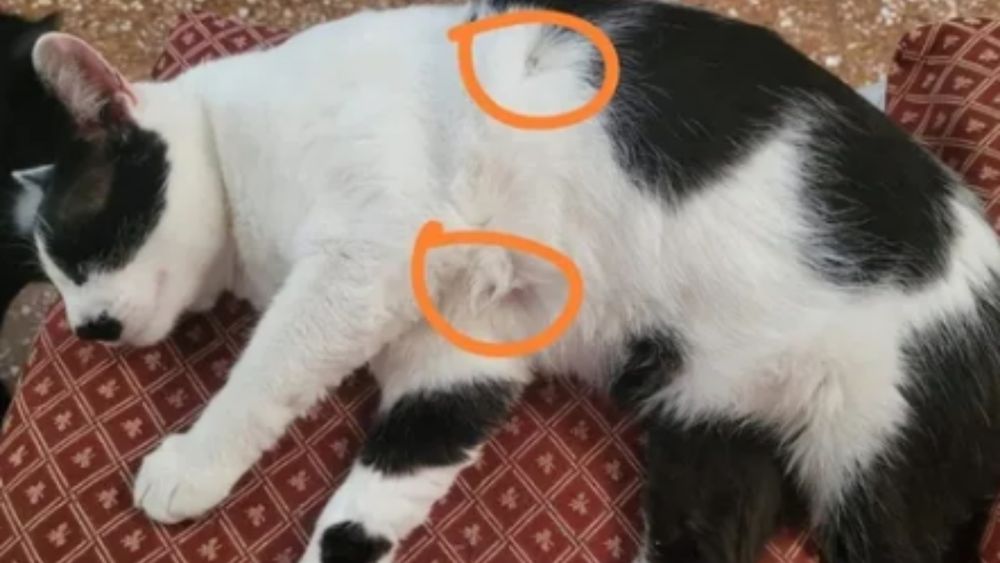 Una de las mascotas heridas en Banfield. Una de las mascotas heridas en Banfield.