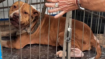 Diario La Unión | El pitbull rescatado necesita una oportunidad.