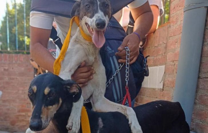 Ellos necesitan alimentarse todos los días.