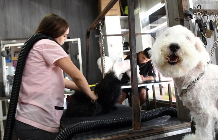 La crisis no afecta tanto a la estética. Los humanos contemplan los gastos de alimentos y cuidados de salud de los animales, señalaron.