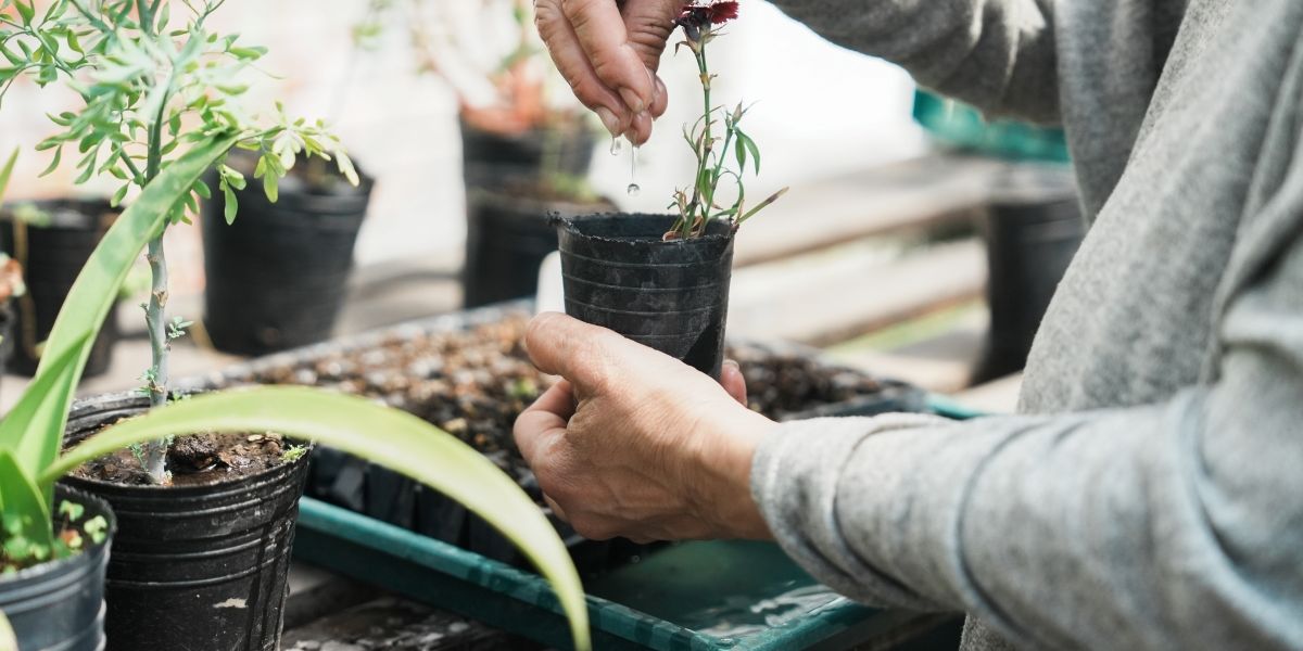 En Lomas trabajan con el paradigma de la soberanía alimentaria.