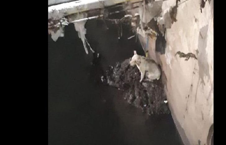 Estaba atrapado y los bomberos pudieron sacarlo sin dificultad.