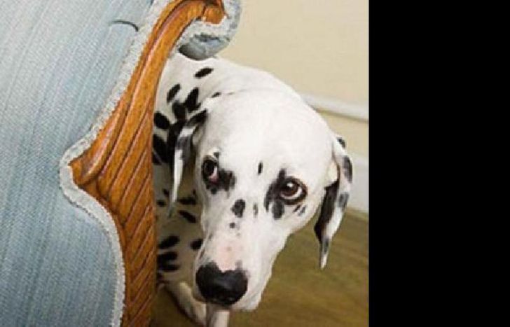 no se va a poder adquirir pirotecnia en el distrito.