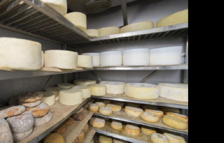 escondieron la cocaína en quesos caseros.