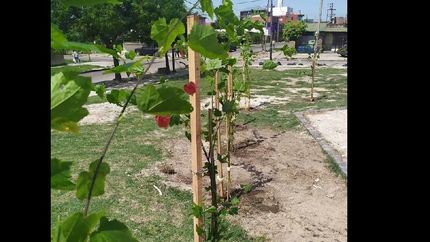 eco lomas: forestan mas espacios publicos de distintos barrios