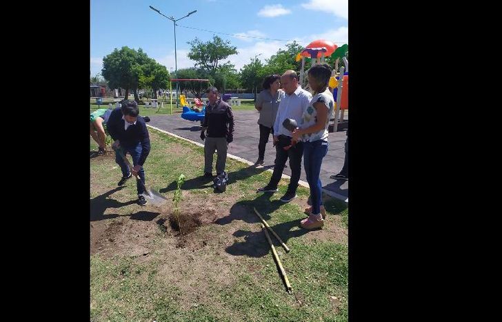 el ceibo ES un árbol nativo originario de la región latinoamericana, especialmente DE países como Argentina, Uruguay, Brasil y Paraguay.