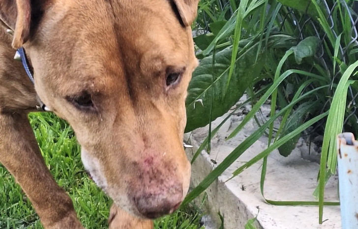 Zoe tiene 11 años y es muy cariñosa y juguetona.&nbsp;