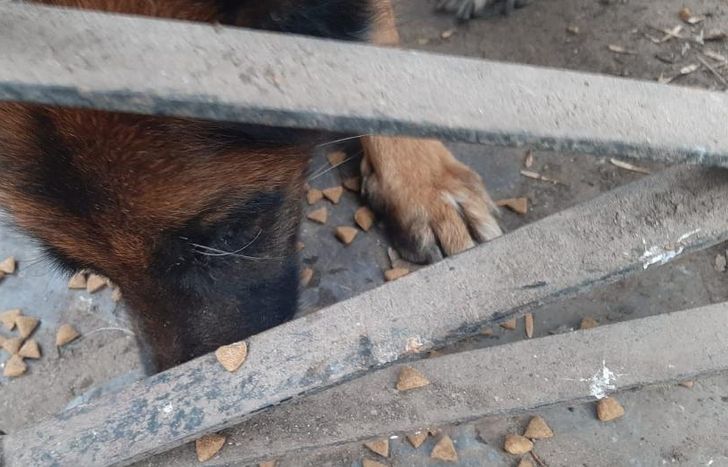 Sos dos ovejeros que vivían en condiciones deplorables. Uno falleció.