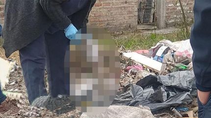 Este jueves fue el primer hallazgo.