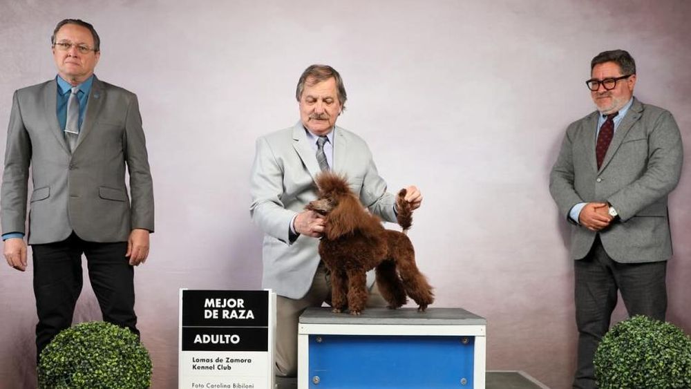 Lomas: inició la inscripción para participar de la Expo Canina 2025