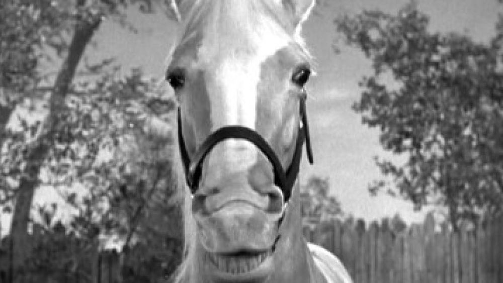 Mister Ed, famoso caballo.