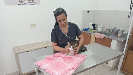 La veterinaria oriunda de Lomas de Zamora destacó la importancia del tutor para los gatos.