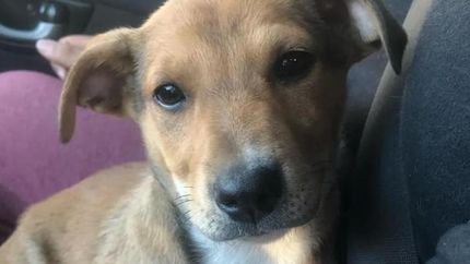 A fin de año pueden ser desalojados unos 400 animales del refugio.