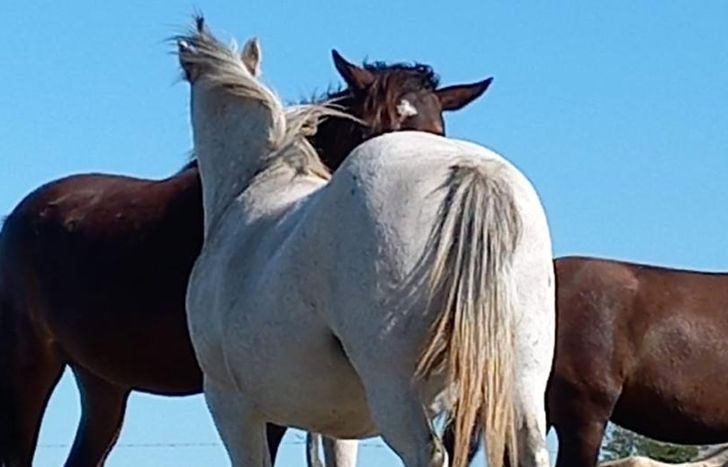 La rifa permitirá seguir salvando caballos de la tracción a sangre.