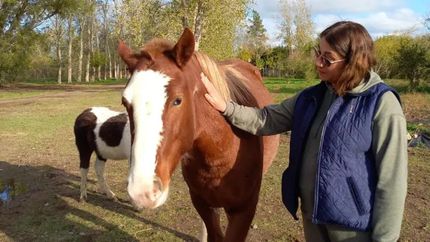 La colecta está a cargo de Caballos Libres del Sur.