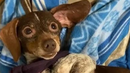 Uno los perritos salchichas rescatados de un criadero clandestino en Temperley.