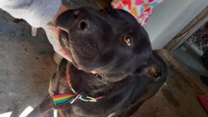 Lyon, el perro asesinado en Ingeniero Budge.