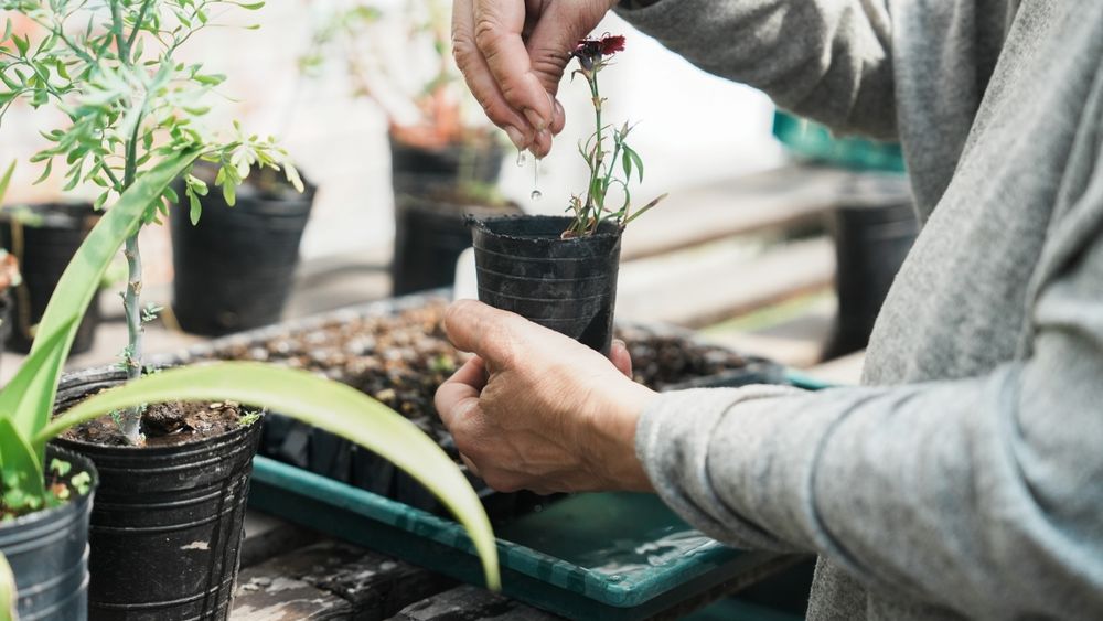 En Lomas trabajan con el paradigma de la soberanía alimentaria. En Lomas trabajan con el paradigma de la soberanía alimentaria.