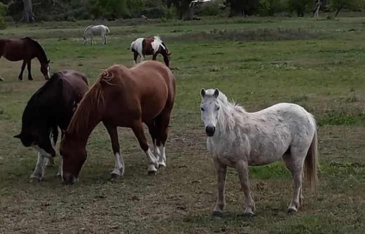La recaudación de fondos mensual es clave para el trabajo de Caballos Libres del Sur.