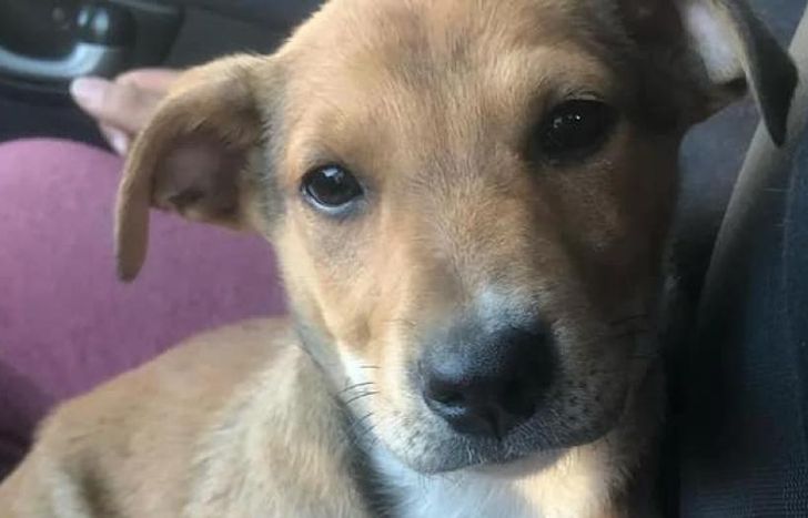 A fin de año pueden ser desalojados unos 400 animales del refugio.