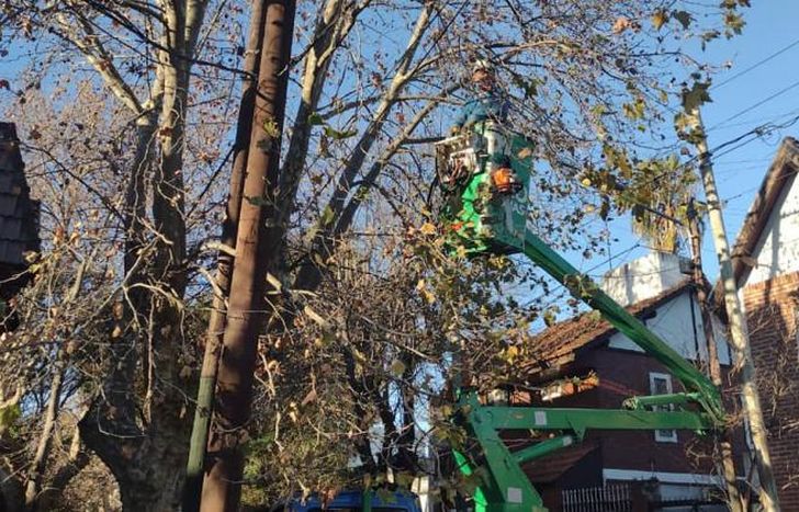 Cortan las ramas para mejorar la iluminación.