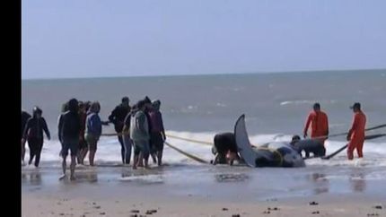 trabajan en el lugar personal de Fauna Argentina, Prefectura Naval, Guardaparques, Bomberos y personal municipal desplegando un fuerte operativo de rescate.
