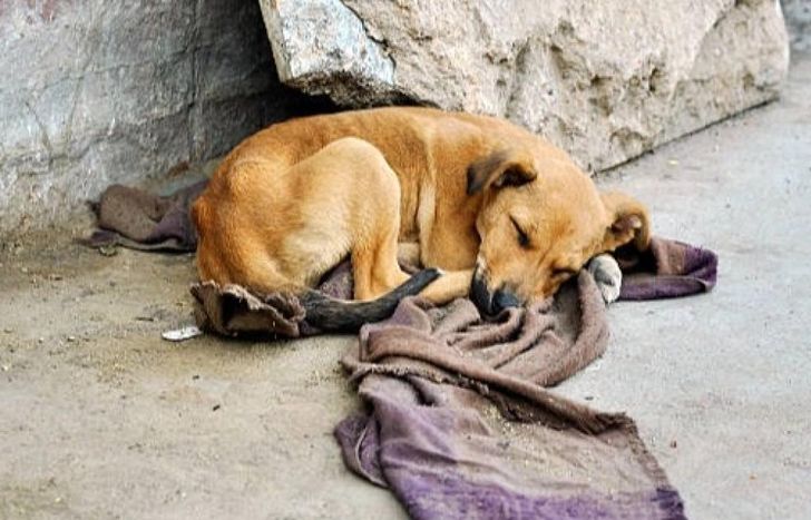 Piden cuidar a los perros y gatos, sobre todo a aquellos que viven en la calle.