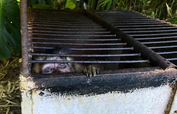 Las especies estaban en condiciones deplorables.