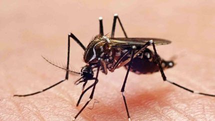 Crece la preocupación por los casos de dengue en la Argentina.