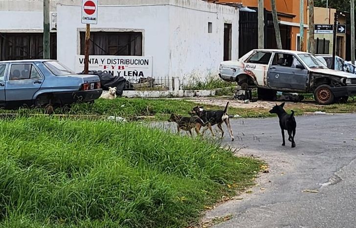 Aseguran que los perros andan sueltos por el barrio.