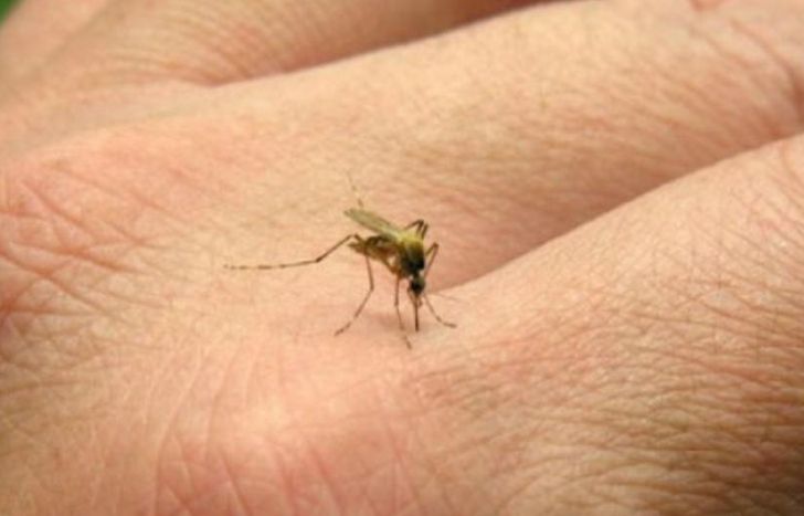 Es una enfermedad viral transmitida por la picadura del mosquito Aedes aegypti.