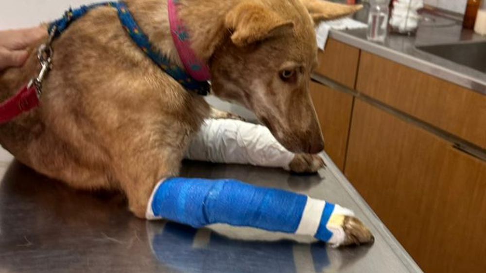 Miel será operada a causa de sus fracturas. Seguirá la recuperación en la casa de la pareja lomense. Miel será operada a causa de sus fracturas. Seguirá la recuperación en la casa de la pareja lomense.