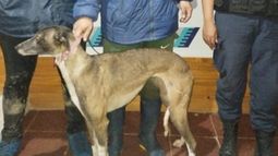Entraron a cazar con galgos en Brandsen.