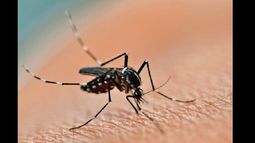 Un estudio universitario advirtió por larvas de mosquitos Aedes Aegypti en Córdoba