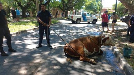 La vaca fue retenida por los vecinos y la Policía, y luego se ocupó Zoonosis.