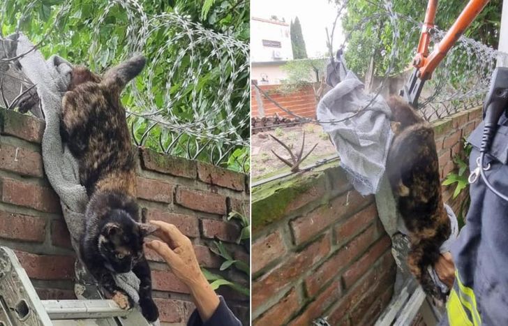 El animal tuvo que ser llevado al veterinario.