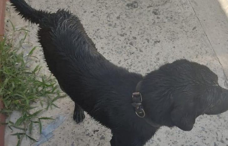 El animal sano y salvo tras el rescate.
