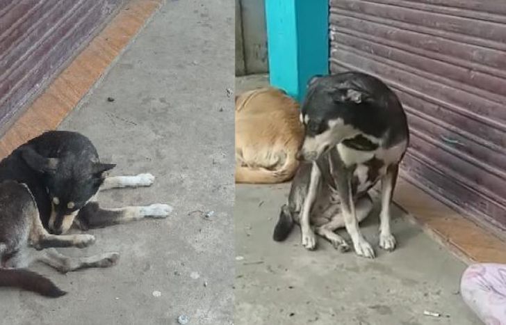 Están en tránsito.