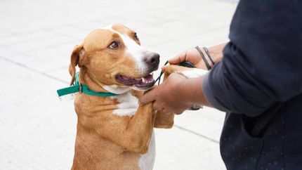 La capacitación se realizará en el Hospital de Animales.