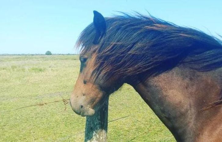 Más de 45 equinos necesitan un nuevo espacio para vivir.