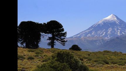 Bosques de araucarias, lagos y nieve rodean al Lanín.