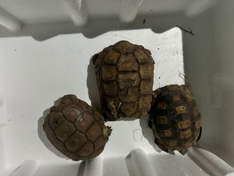 Tortugas rescatadas en los allanamientos.