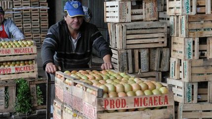 Parte de la producción del tomate se comercializará a $240 el kilo.