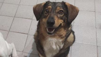 Reina necesita volver con su familia. Reina necesita volver con su familia.