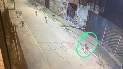 Los perros fueron captados por cámaras de seguridad.