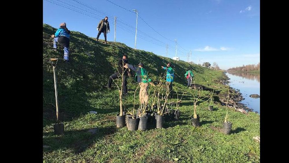 Lomas celebra la Semana del Árbol con forestaciones y charlas virtuales para los vecinos