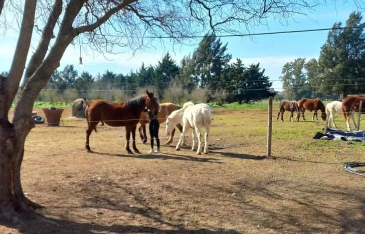 Todo lo recaudado será para ayudar a los caballos rescatados.