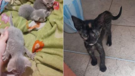 Denuncian que la joven de Turdera está reclutando gatos.