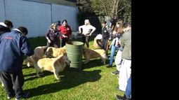 El Municipio de Lomas brinda un servicio de caninoterapia para tratar patologías