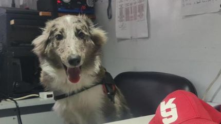 Lola es la pionera del programa.